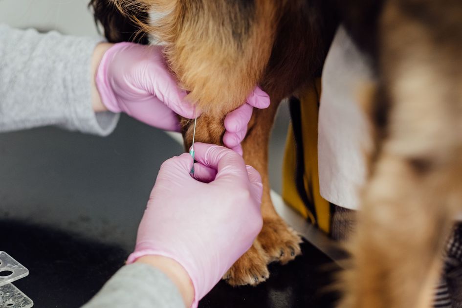 Brigada veterinaria gratuita llega a Los Parques en Naranjito este jueves