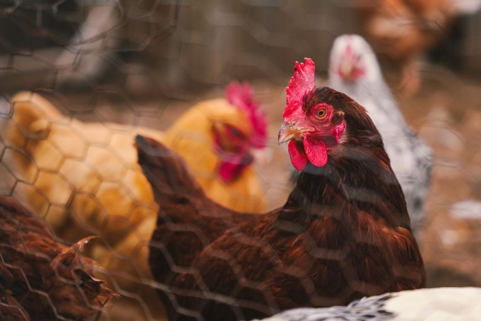 Candidata a Alcaldía de Durán comparte historia familiar de esfuerzo y venta de pollos