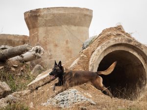Perros del Cuerpo de Bomberos de Guayaquil salvan vidas en desastres