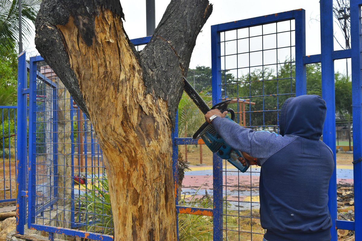 Poda de emergencia evita colapso de árbol en Durán por plaga de cochinilla