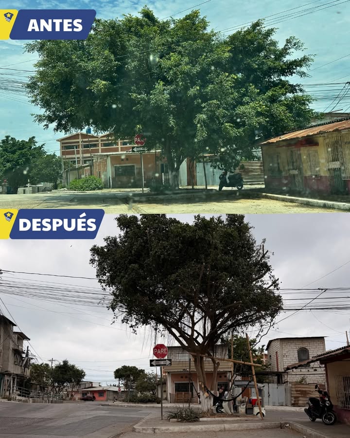 Poda de árboles en Posorja prepara al cantón para el fenómeno El Niño