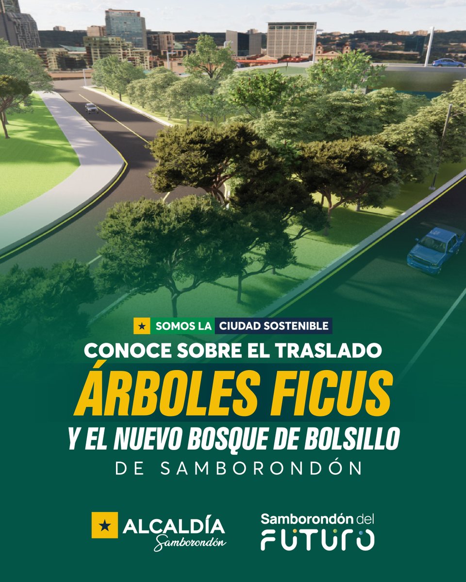 150 ficus del km 6 de Samborondón se reubicarán en Guachapelices y Bellavista