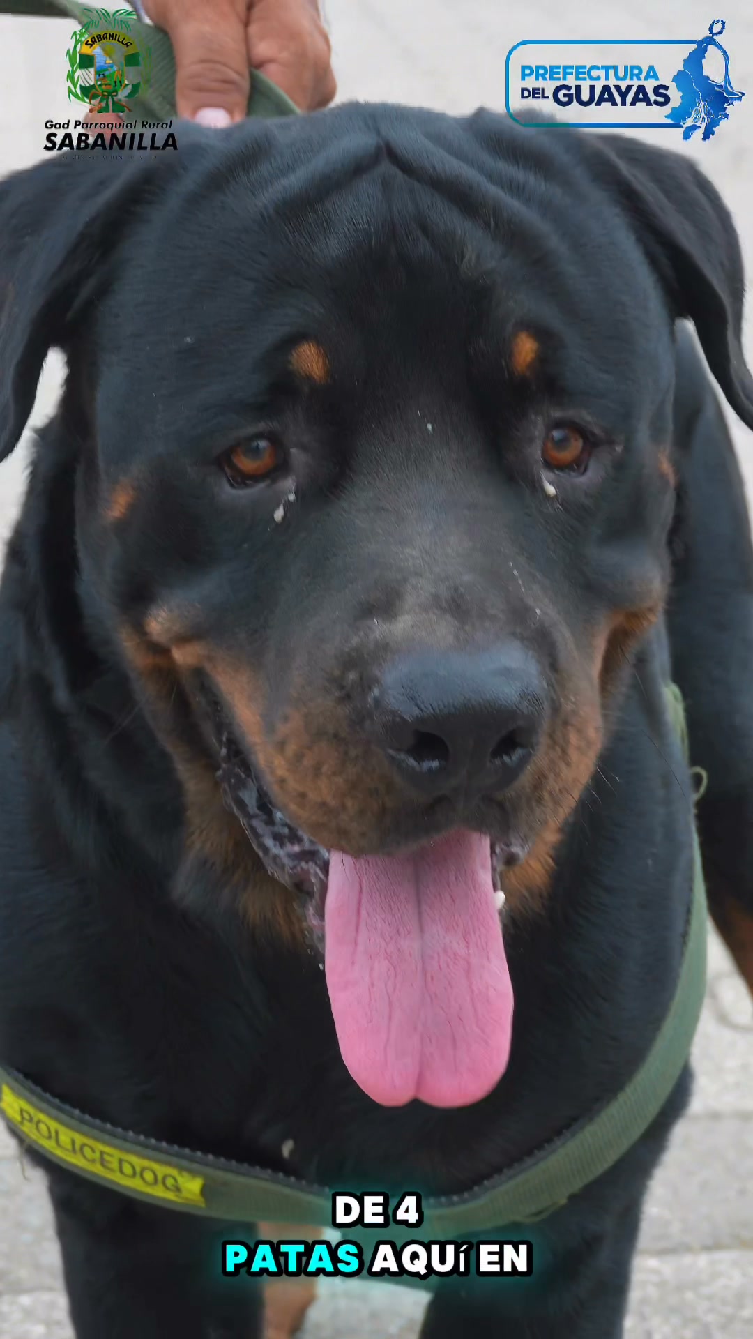 Sabanilla recibe brigada veterinaria para el cuidado de mascotas
