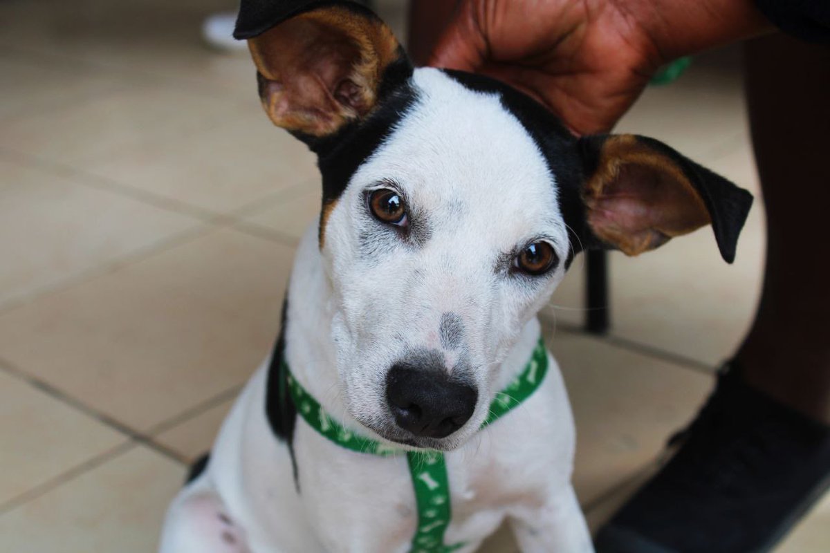 Veterinaria municipal de Durán atiende a más de 100 mascotas diarias