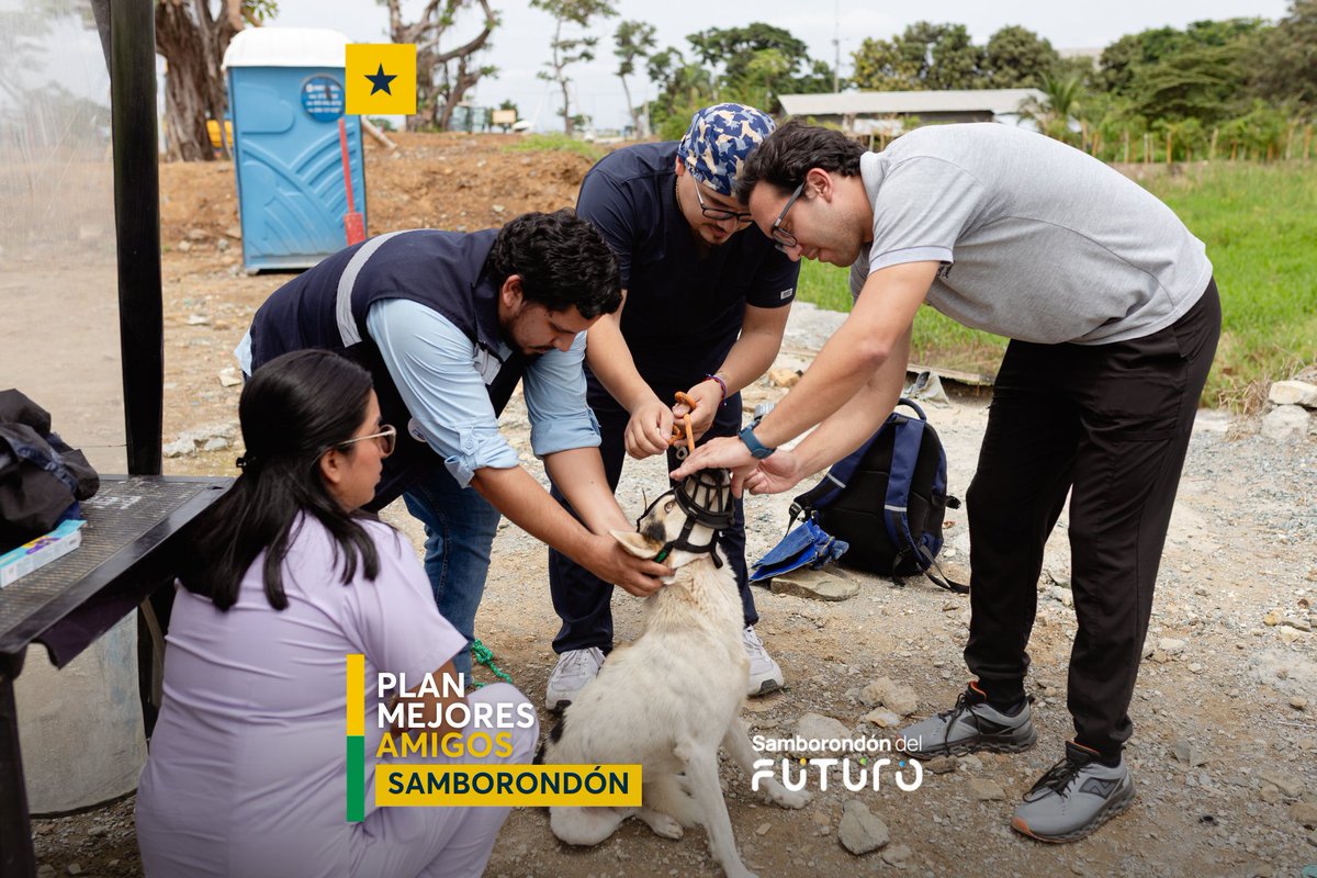 Brigada veterinaria atiende a perros callejeros cerca del Hospital Santiago