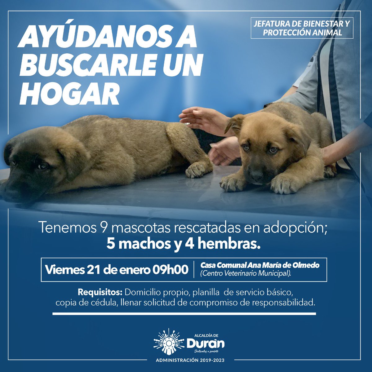 Municipio de Durán rescató 9 perros en Terminal Luis Rodas Toral