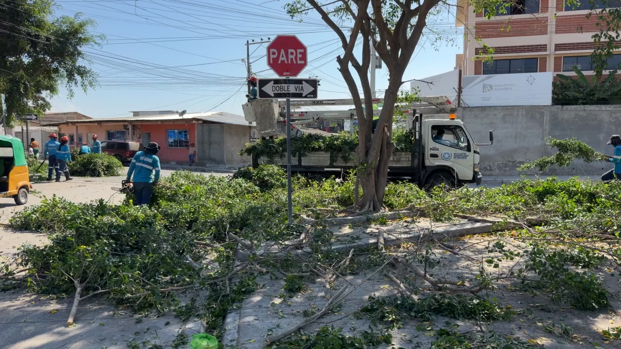 Municipalidad de Guayaquil ejecuta poda y desbroce en áreas verdes de Posorja