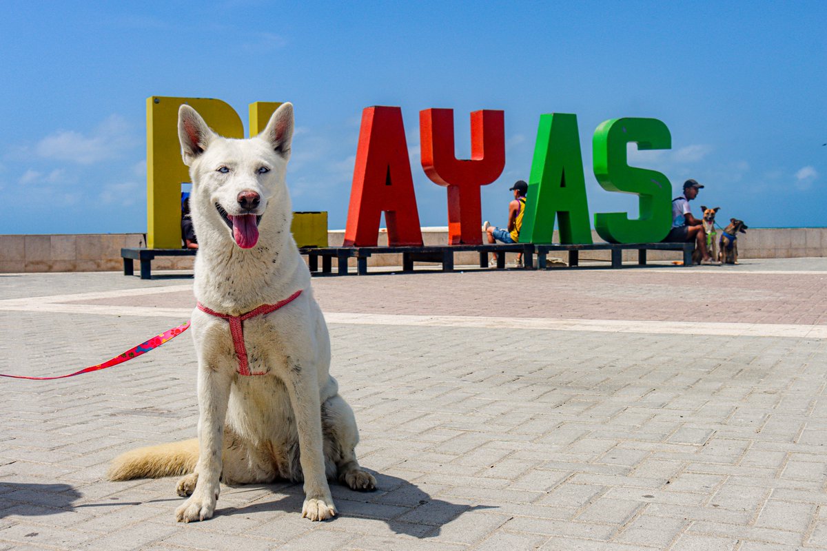 Alcaldía de Playas realizó jornada de salud animal en octubre 2023